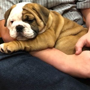 Meet your Posher, Morgan